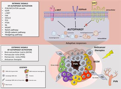 A Key Pathway to Cancer Resilience: The Role of Autophagy in Glioblastomas